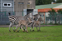 Zebras mit Jungen