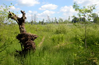 Abgestorbener Baum im Pfrunger-Burgweiler Ried