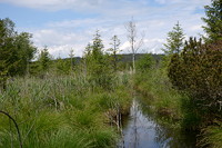 Bächle durchs Ried