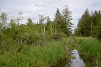Alberser Kanal im Unteren Ried