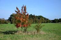 Herbstlandschaft östlich von Heber