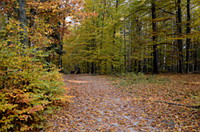 Herbstwald am Fremdenweg