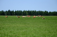 Weide mit Kühen auf der "Rauhen Halde" bei Albstadt