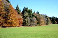 Herbstwald bei Onstmettingen