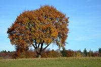 Herbstlicher Baum an der Brechetsteige