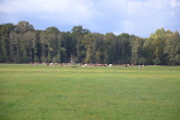 Weide beim Lübbenauer Bürgerwald