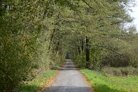 Durch einen ¨Baumtunnel¨