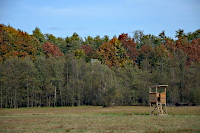 Herbstwald mit Ansitz