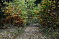Herbstlich gefärbter Waldweg
