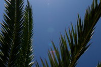 Palmblätter im Gegenlicht