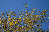 Herbstlaub vor blauem Himmel