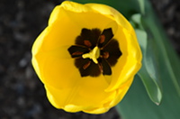 Eine Tulpe in gelb