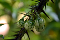 Noch sind die Früchte der Solanum atropurpureum unreif.