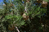 Mittelmeer-Zypresse mit Zapfen