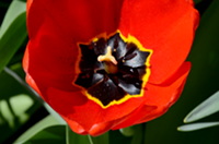 Rote Tulpe mit schwarzem Inneren