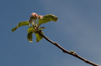 Kirschblütenknospe