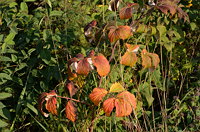 Brombeere im Herbst