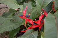 Rot blühende Pflanze ohne Namen