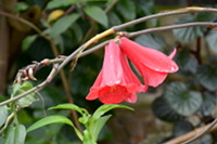 Chileglöckchen, Philesiaceae