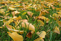 Gelbe Blätter auf einer Wiese