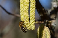 Biene auf einer Haselnussblüte