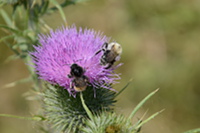 Bienen auf einer Kratzdistel