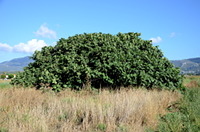 Großer Feigenbaum