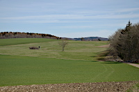 Landschaft bei Melchingen - Buchhecke(?)