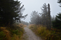 Der Frauenweg zur Hornisgrinde