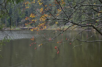 Blick &uuml;ber den Mummelsee