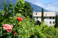 Weingut Kr&auml;nzelhof