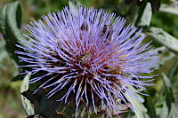 Kratzdistel mit Bienen