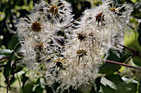 Gew&ouml;hnliche Waldrebe